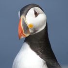 Puffin Portrait