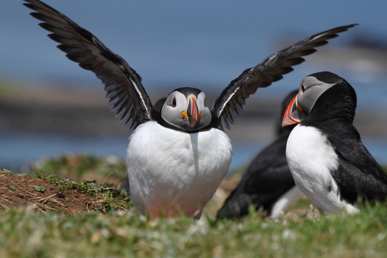 Puffin pufft sich auf