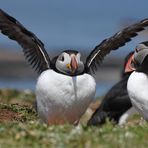 Puffin pufft sich auf