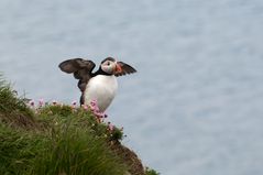 Puffin ready for take-off...