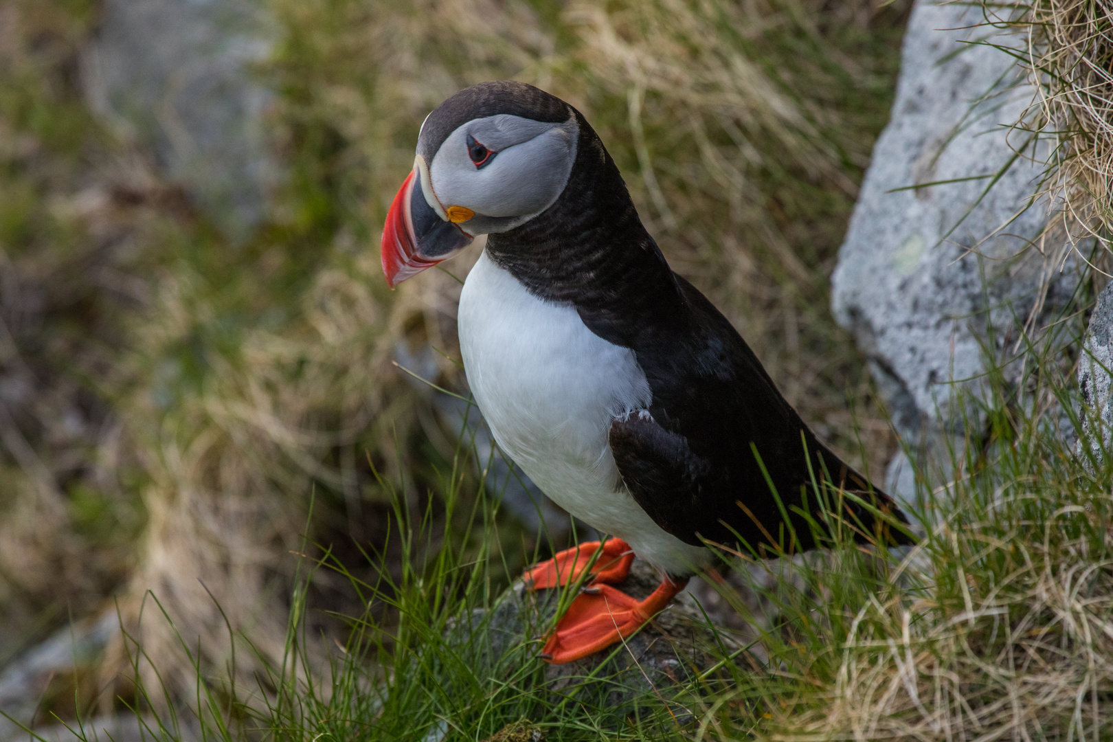 Puffin @ Runde