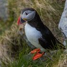 Puffin @ Runde