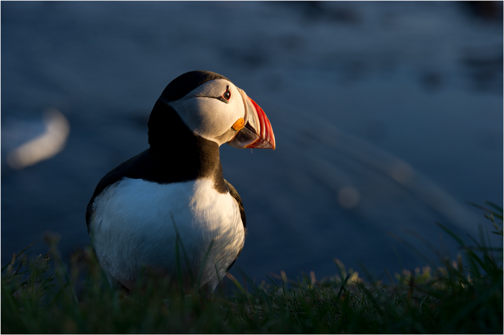 Puffin Sunset