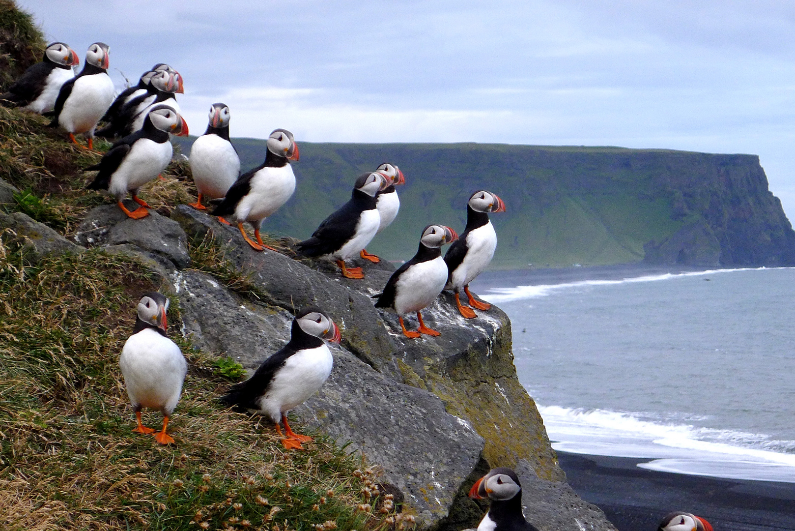 Puffin -up and away...