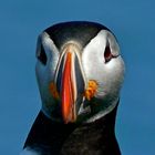 Puffin VI