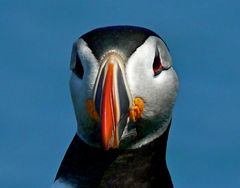 Puffin VI