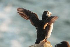 Puffin vor Abflug