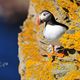 Puffin @ Westray