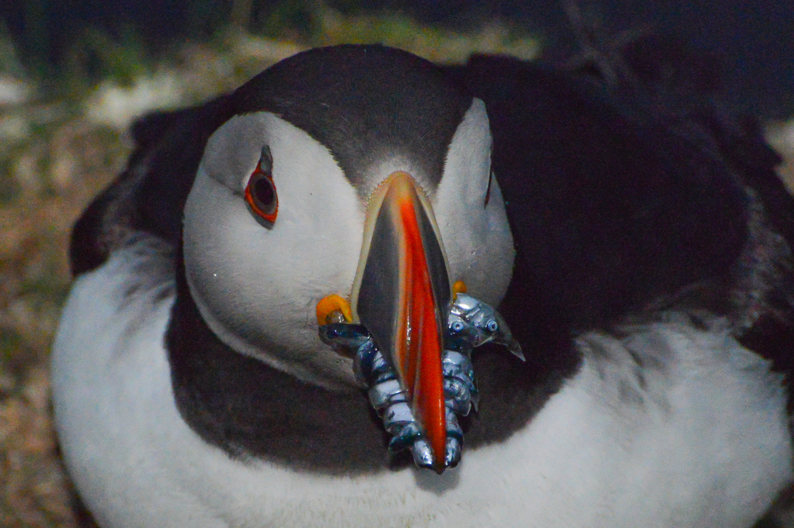 Puffin with fish