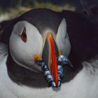 Puffin with fish