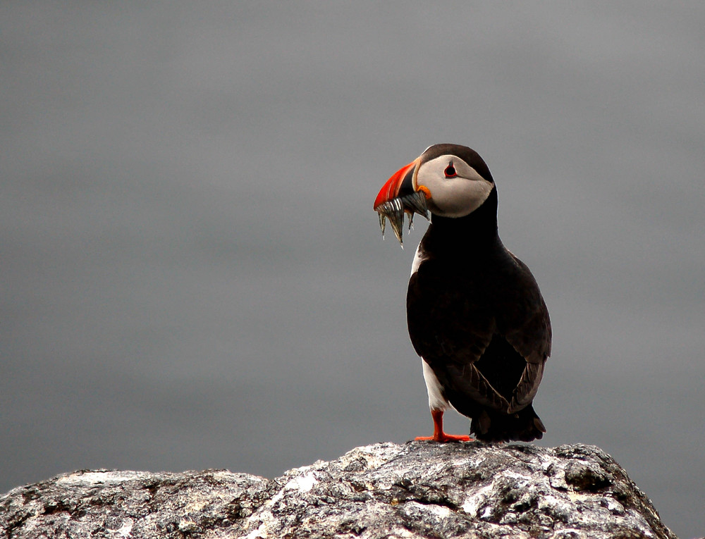 Puffin with sand eels