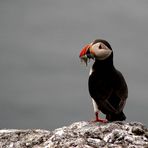 Puffin with sand eels