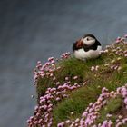 Puffin...between flowers