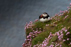 Puffin...between flowers