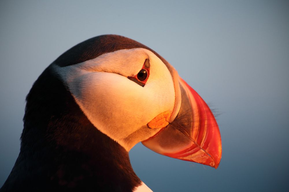 Puffin@Latrabjarg