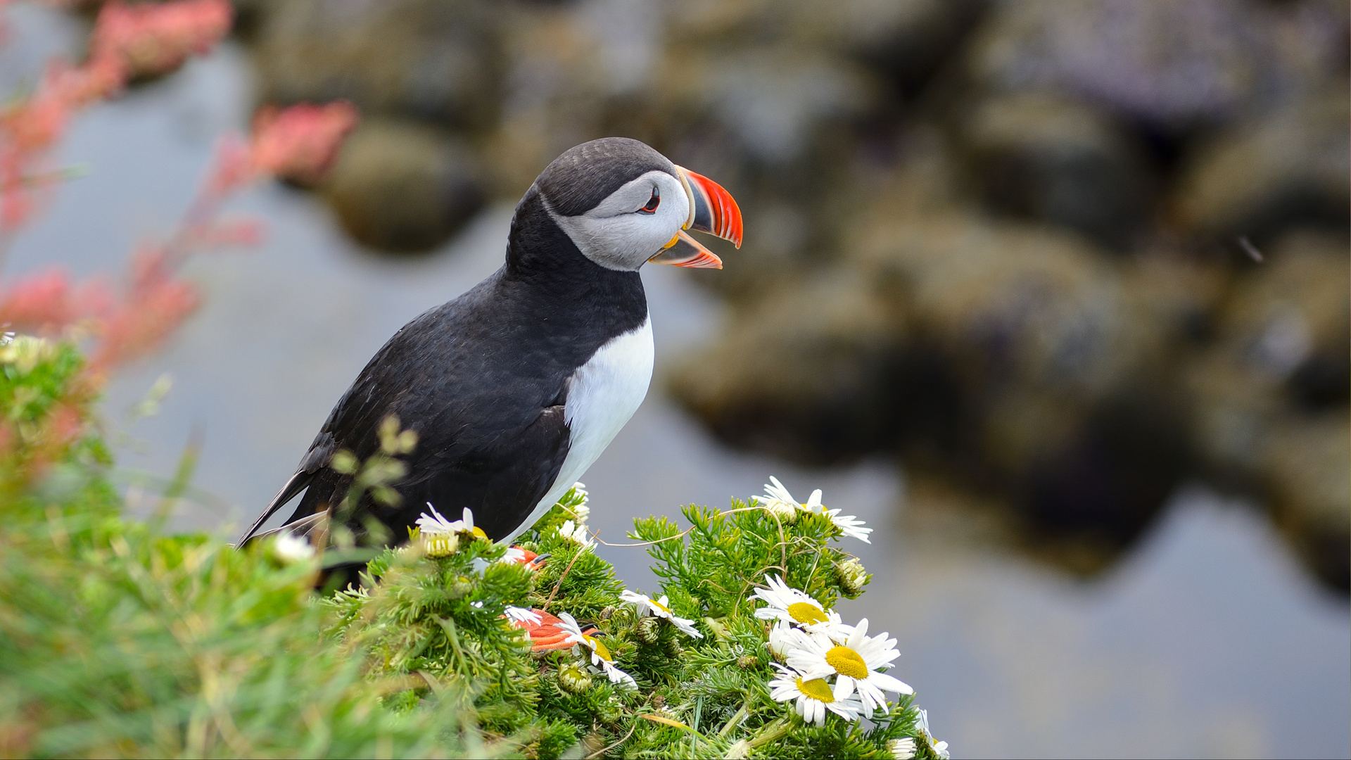 puffin@latrabjarg.is