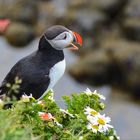 puffin@latrabjarg.is