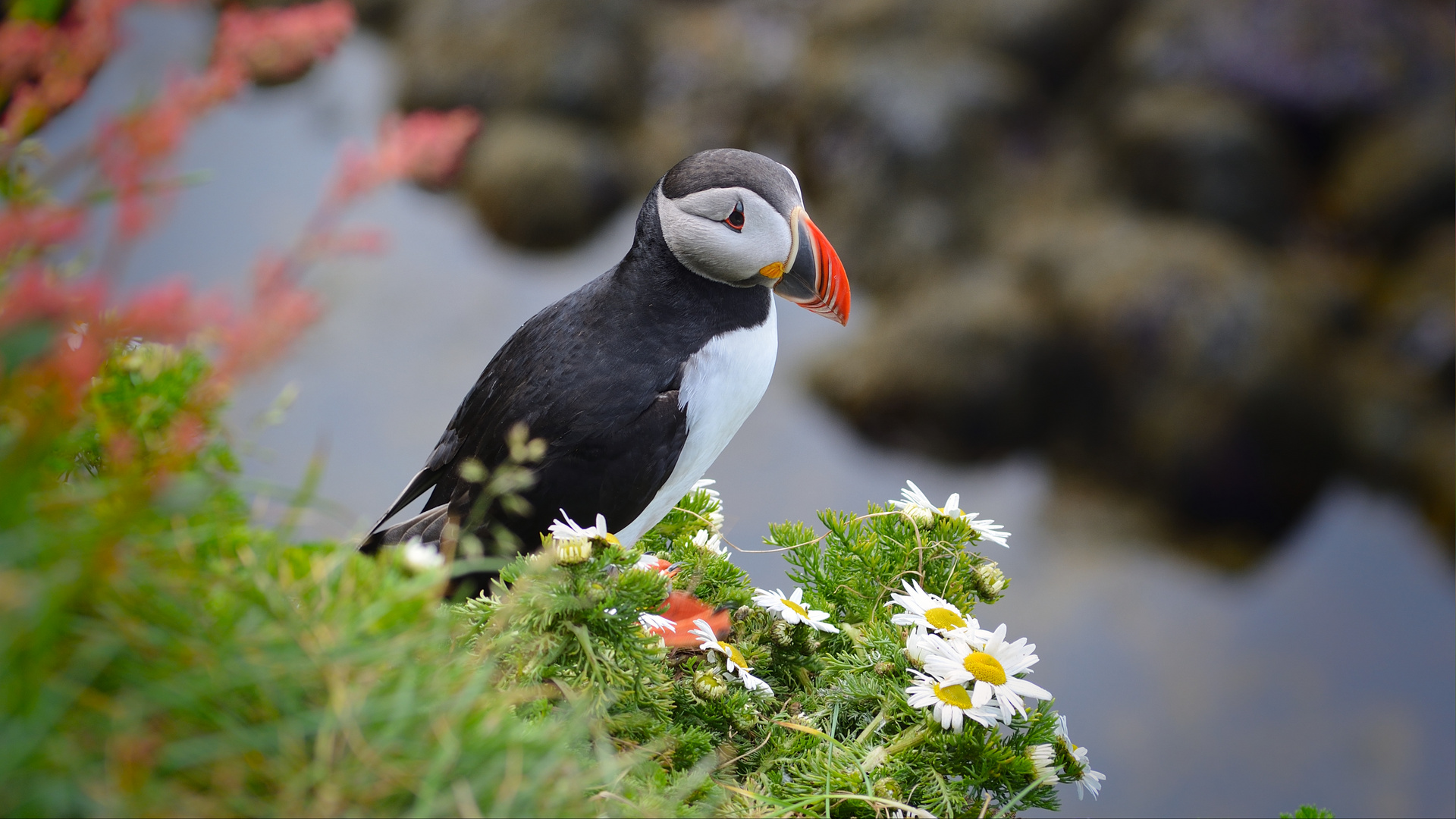 puffin@latrabjarg.is