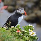 puffin@latrabjarg.is