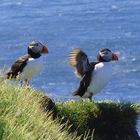 Puffinpärchen