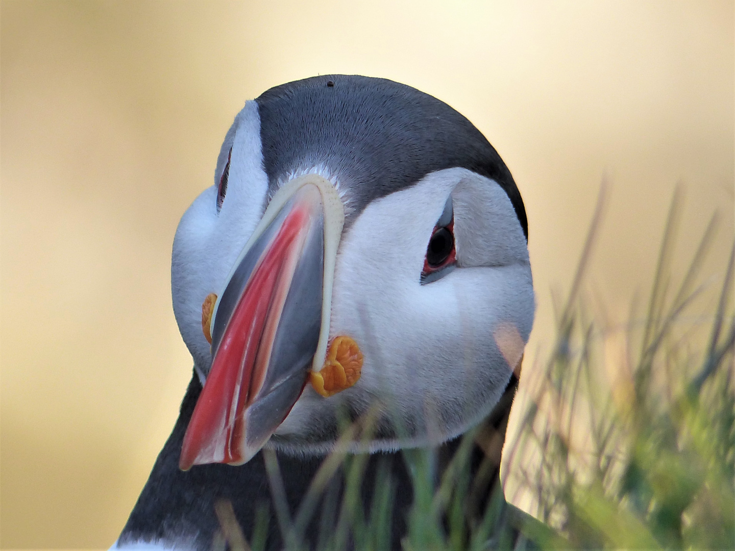 Puffinportrait