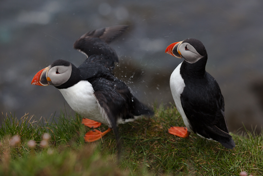 Puffins #01 - Island #3008