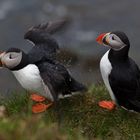 Puffins #01 - Island #3008