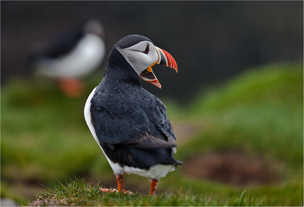 Puffins #02 - Island #3009