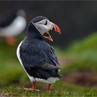 Puffins #02 - Island #3009