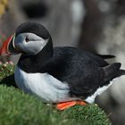 Puffins #04 - Island #3080