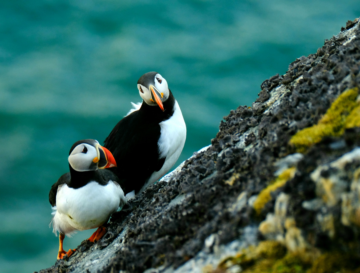 Puffins