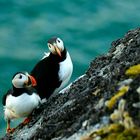 Puffins