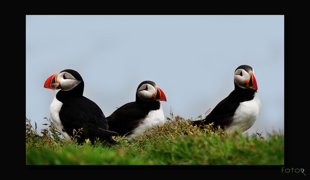 Puffins