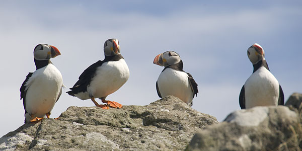 Puffins