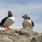 Puffins