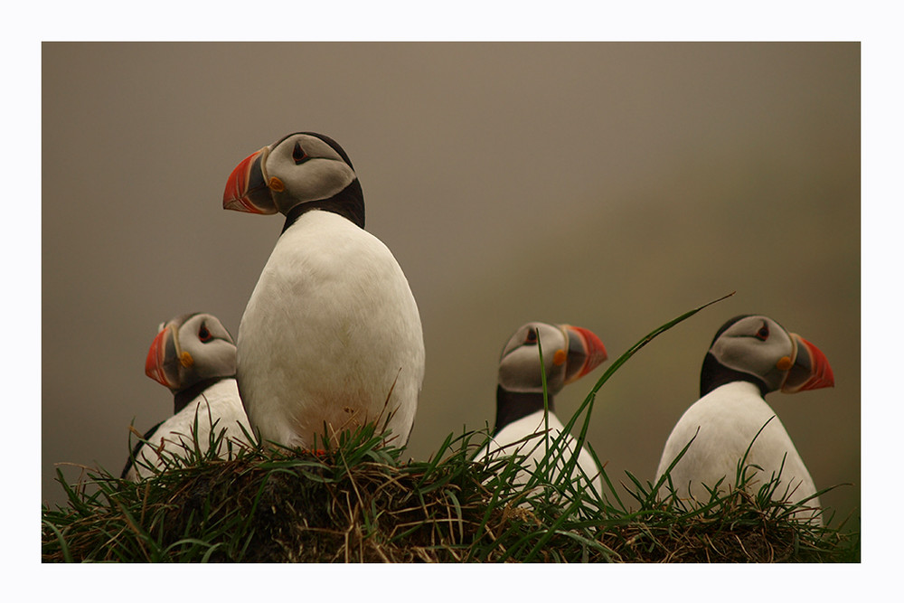 -Puffins-