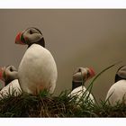 -Puffins-