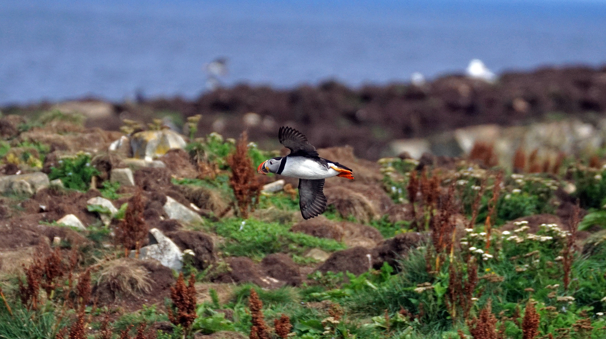 Puffins