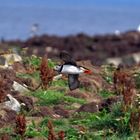 Puffins