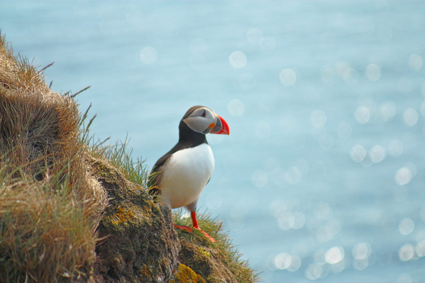 Puffins!