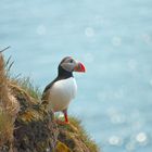 Puffins!