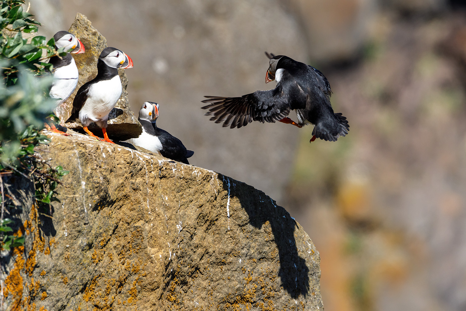 Puffins 2