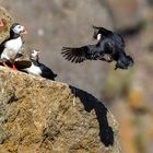 Puffins 2