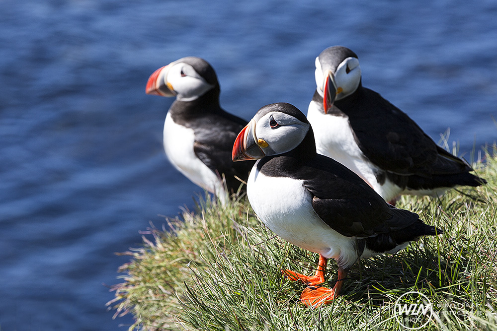 Puffins