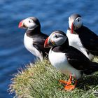 Puffins