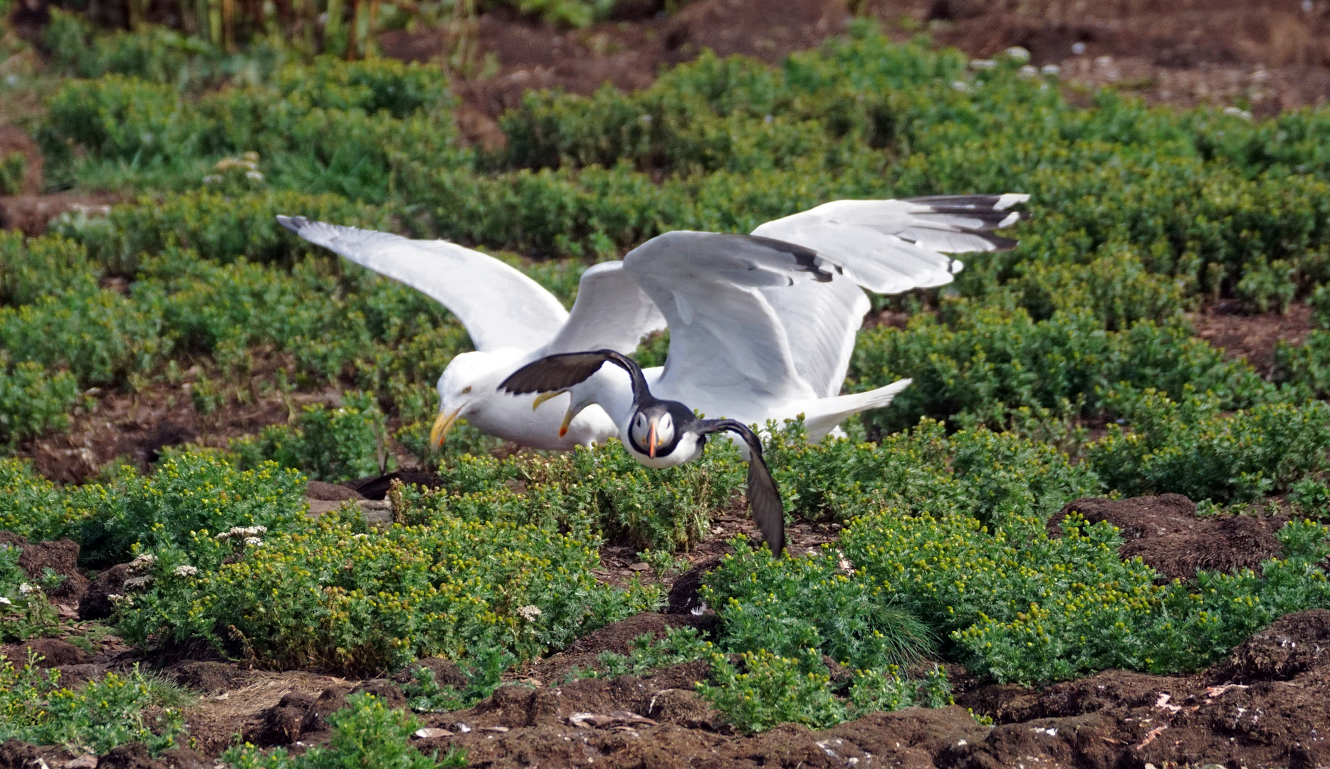 Puffins