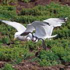 Puffins