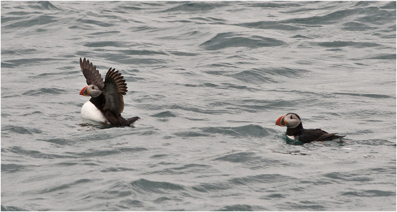 Puffins