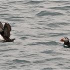 Puffins