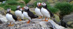 Puffins